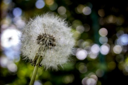 Shallow Focus Photography Of White Dandelion