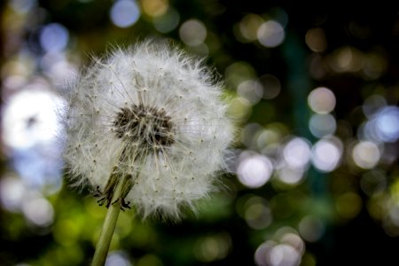 Shallow Focus Photography Of White Dandelion photo