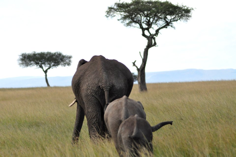 African Elephants In Grassland