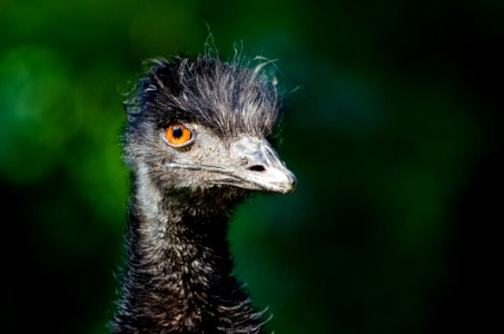 Black Ostrich Head photo