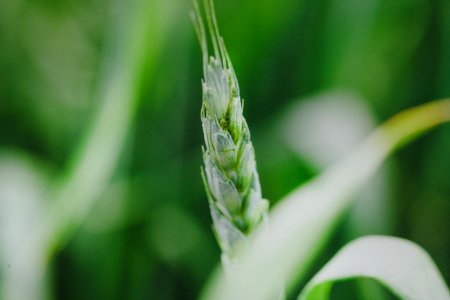 Close Up Of Green Cereal Grain