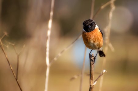 Brown Black Bird On Twig During Daytime photo