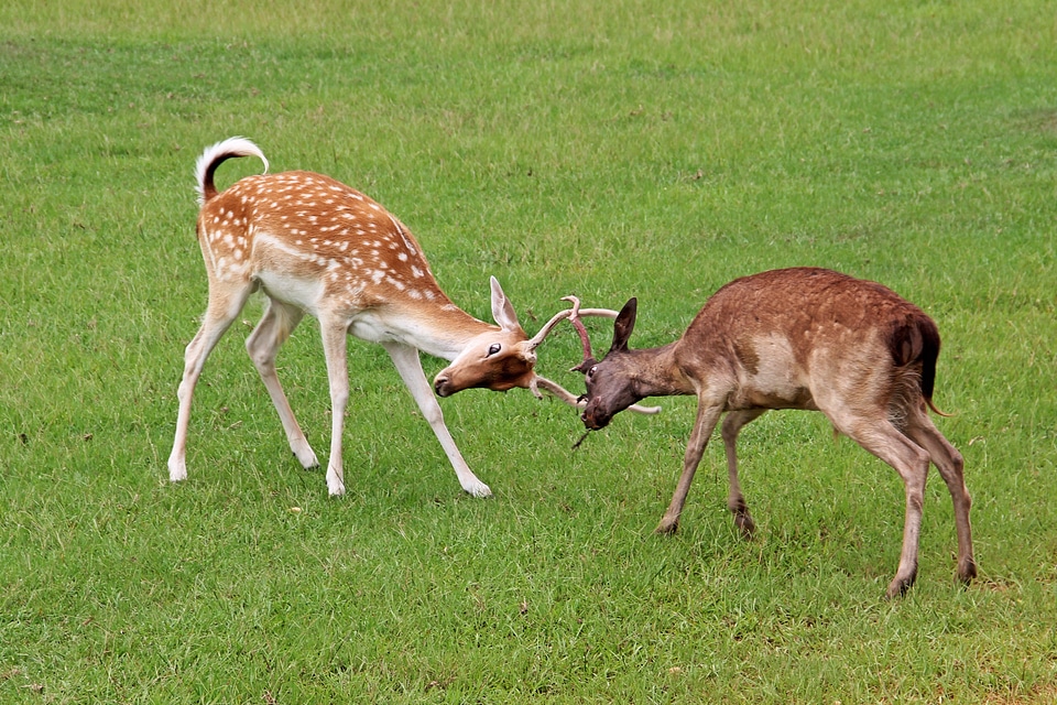 Antlers locked spotted