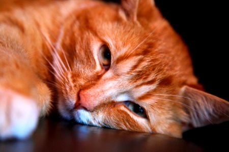 Orange Tabby Cat Leaning Head On Brown Surface photo