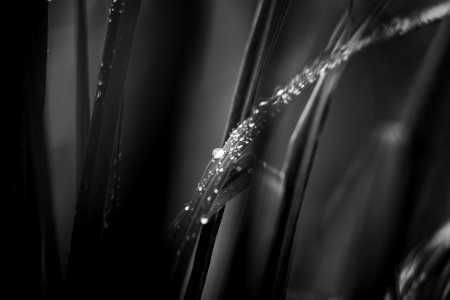 Grayscale Photo Of Leaves