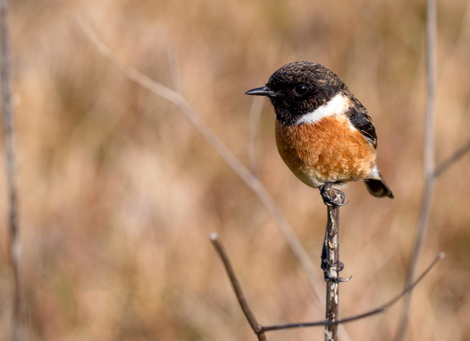 Black And Brown Bird