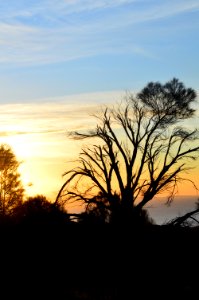 Silhouette Of Trees