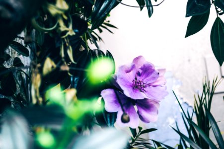 Focus Photography Of Purple Flower photo