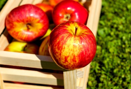 Red Yellow Apples On Wooden Basket photo