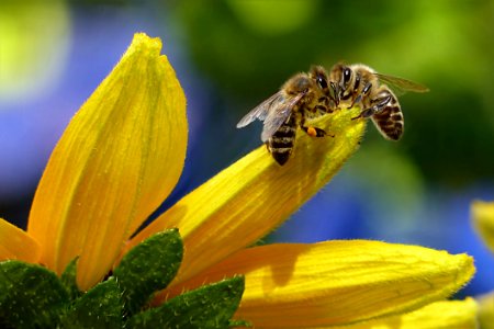Bee Sipping Nectar On Flower During Daytime