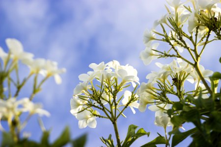 Closeup Photography Of White Petaled Flower