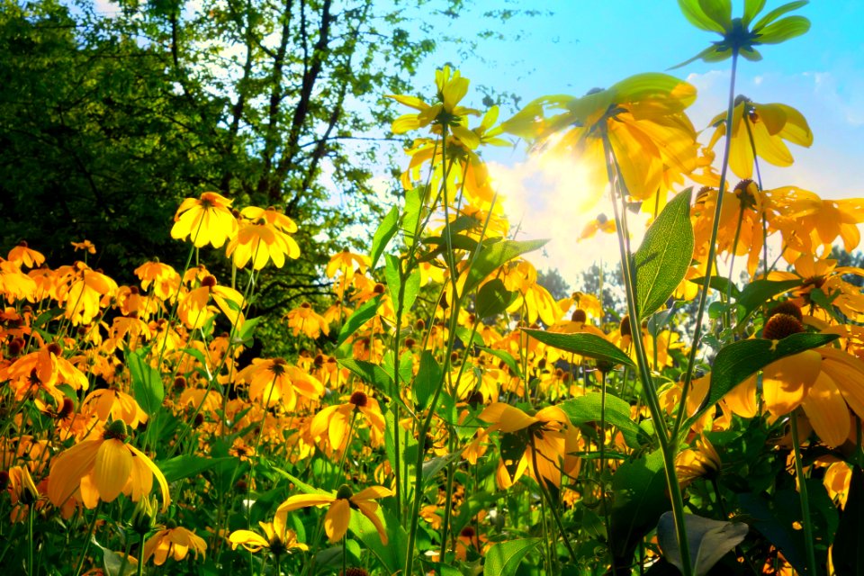 Yellow Petaled Flower Bloom During Daytime