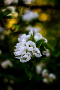 White Blossoming Tree