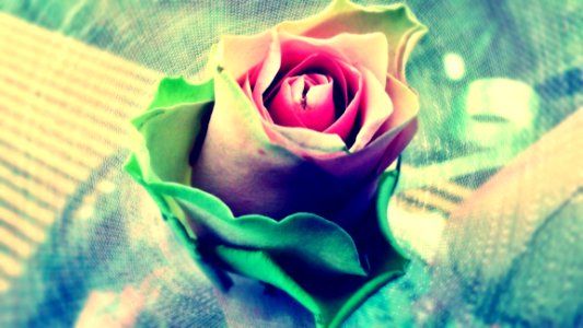 Pink Green And White Rose
