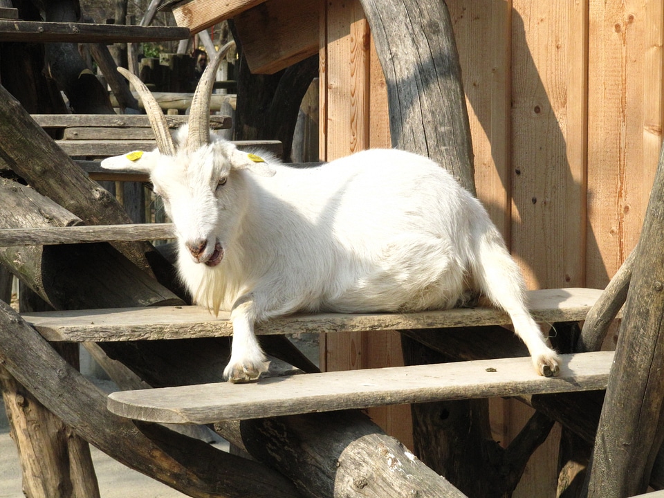 White animals animal world