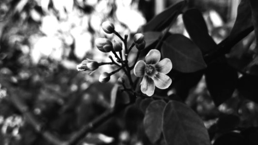 Grayscale Photography Of Flower