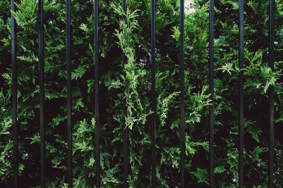 Thuja Behind Fence