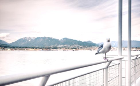 Ship View Of White Bird On White Steel Rail During Daytime