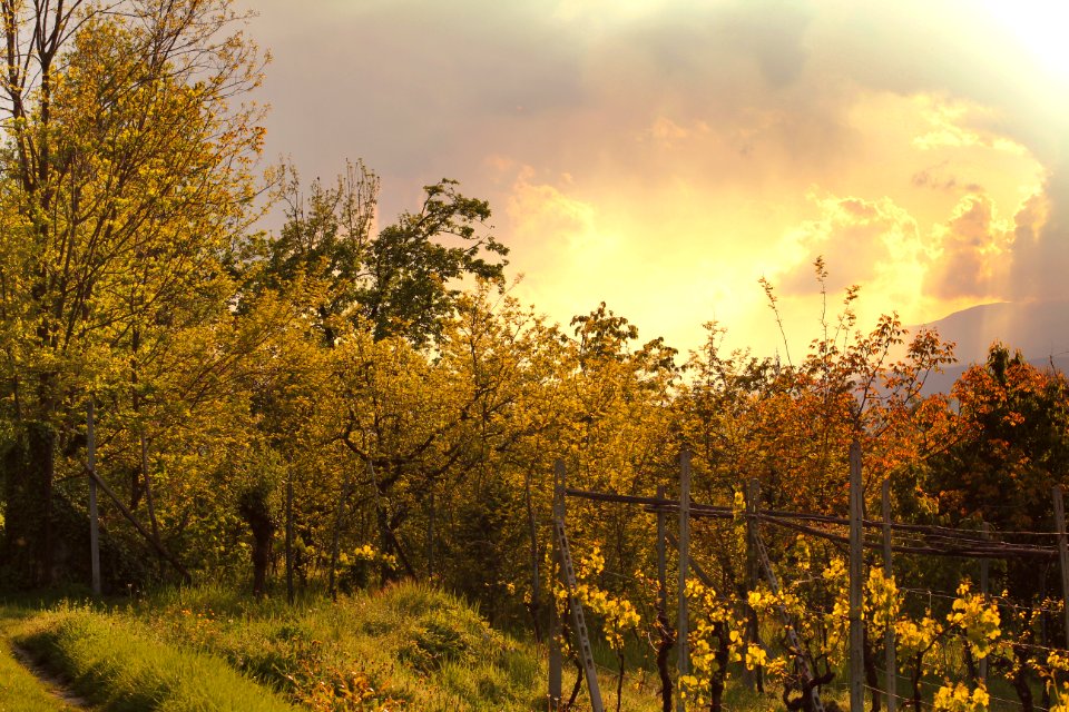Deer Fence Around Fruit Trees