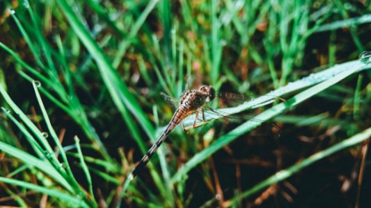 Dragonfly On Grass Leaf photo