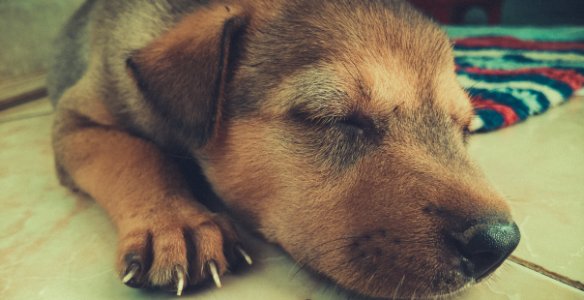 Tan And Black Short Coat Puppy Sleeping On The White Tiles photo