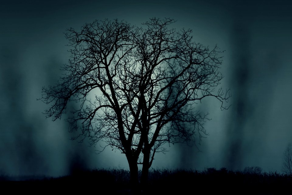 Two Trees Side By Side