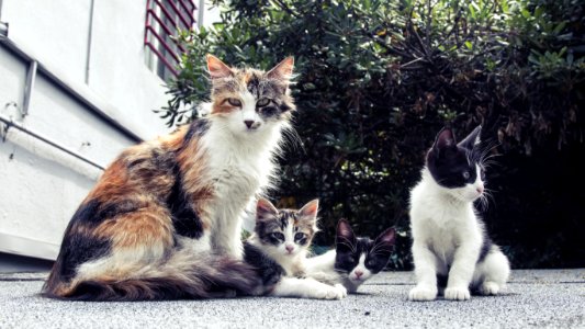 White And Black Long Fur Cat