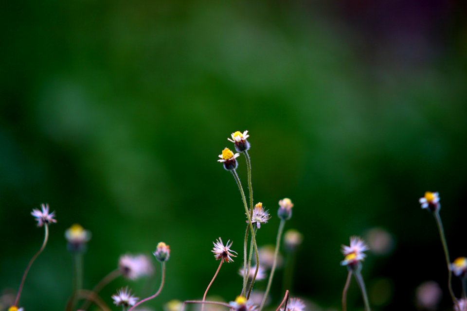 Yellow Petaled Flower Blooming During Daytime