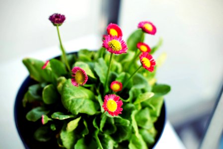 Flower Pot