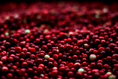 Harvested Cranberries