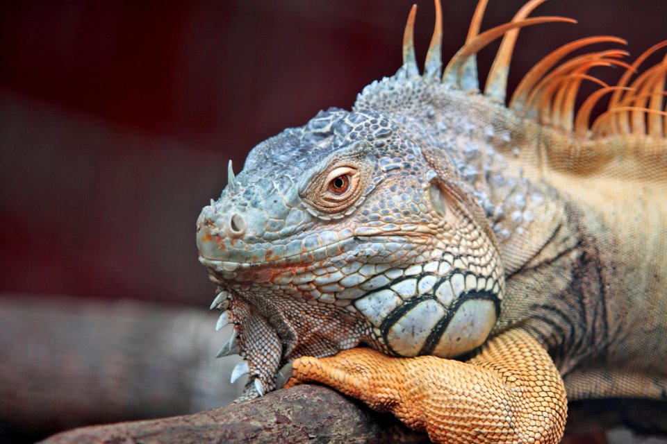 Iguana Portrait