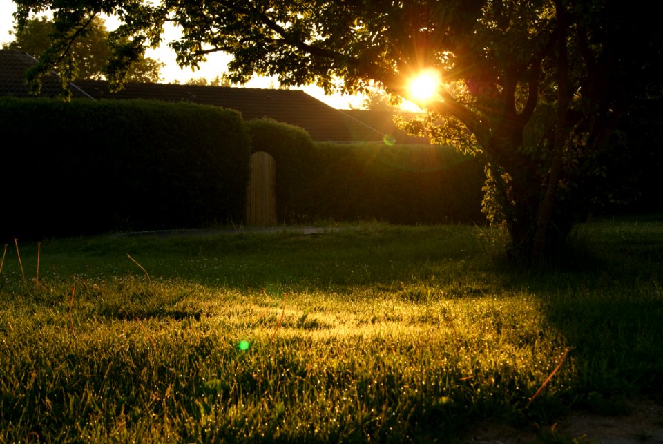 Sunset Over Grassy Backyard
