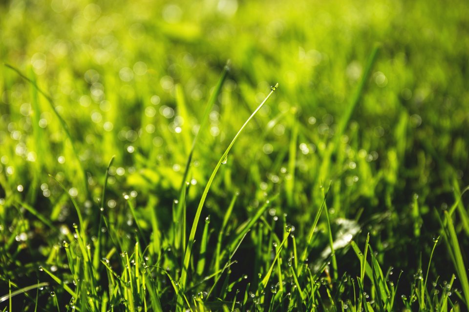 Macro Photography Of Green Grass Field With Rain Drops photo