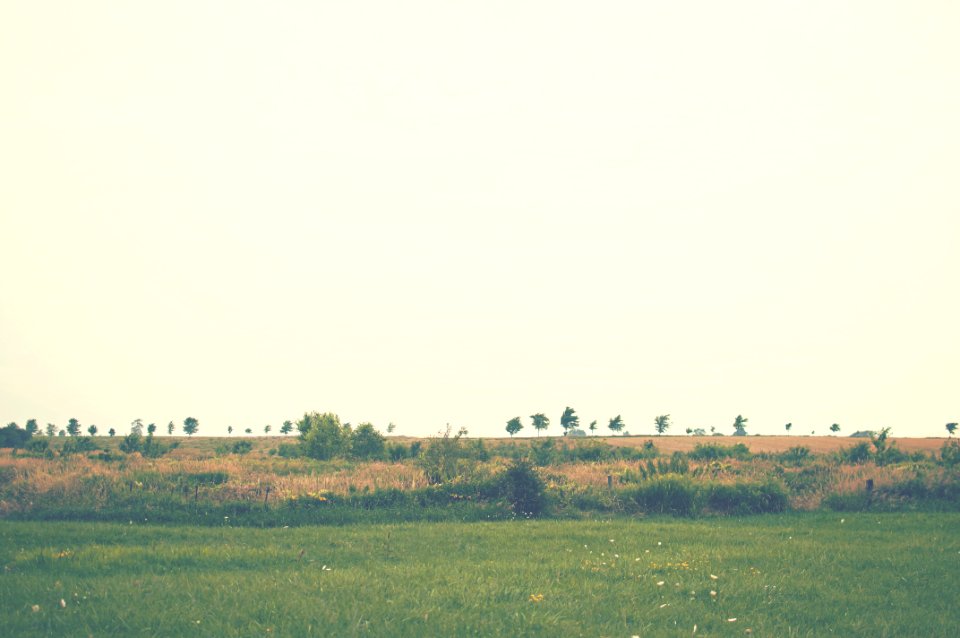 Green Meadow On Sunny Day