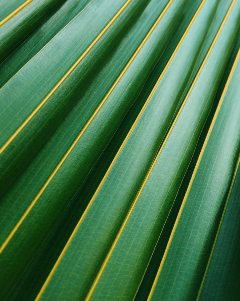 Green Leaf Texture
