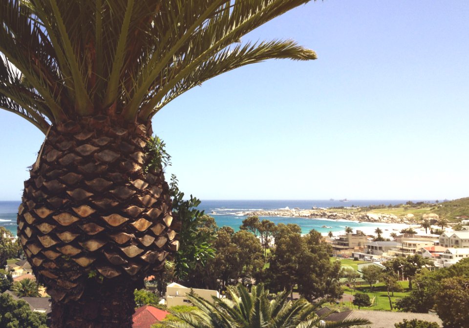 Palm Tree Over Coastline