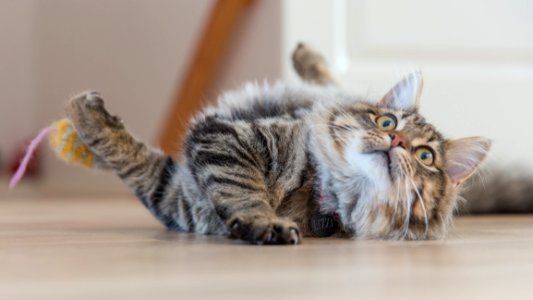 Kitten Playing Indoors
