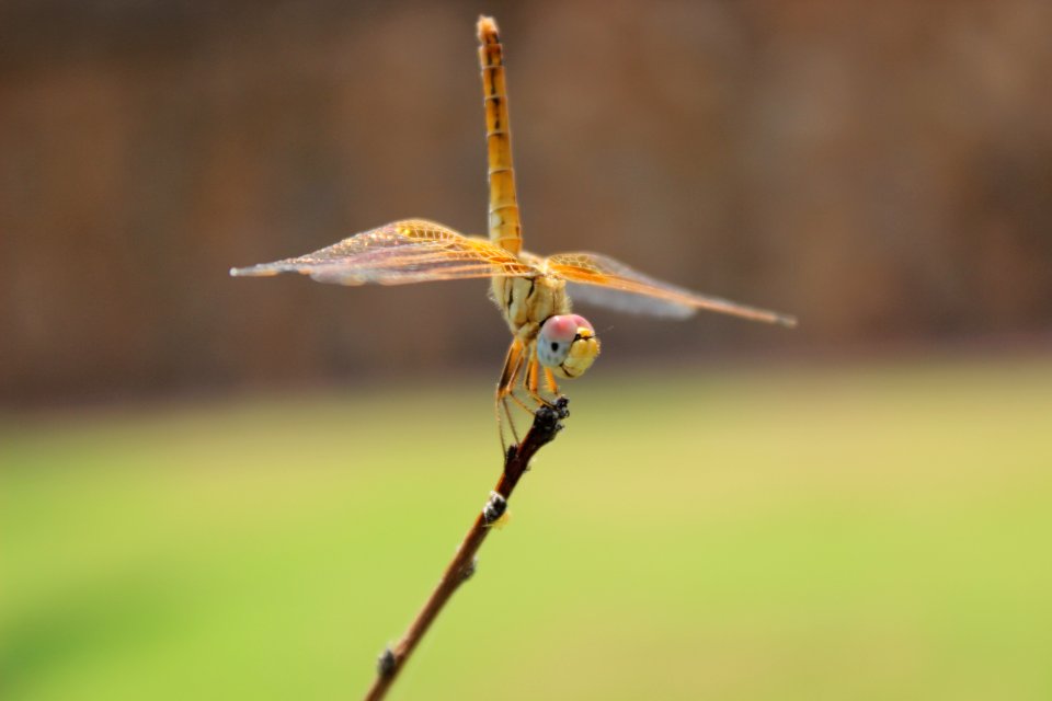 Dragonfly On Branch