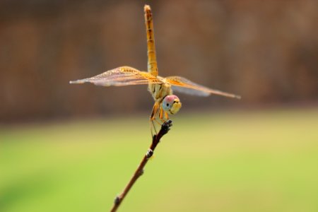 Dragonfly On Branch photo