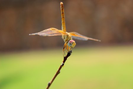 Dragonfly On Branch