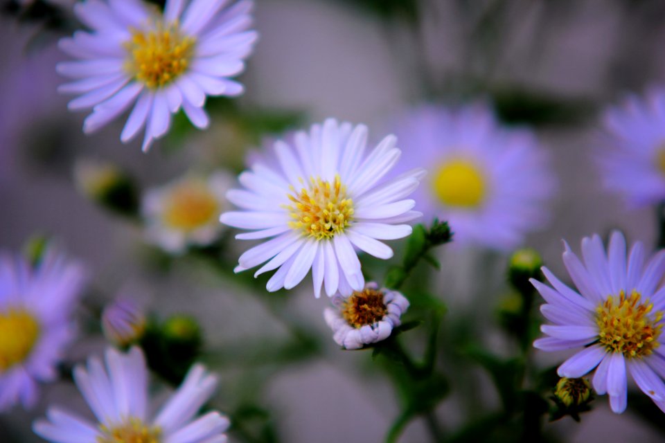 Purple Chamomile Flowers