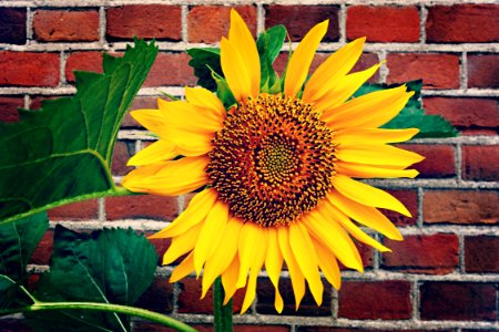 Sunflower Against Brick Wall photo