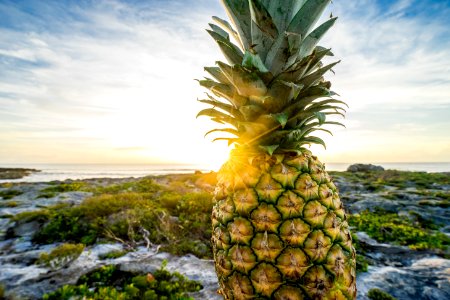 Fresh Pineapple On Rocky Shores photo