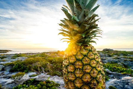 Fresh Pineapple On Rocky Shores