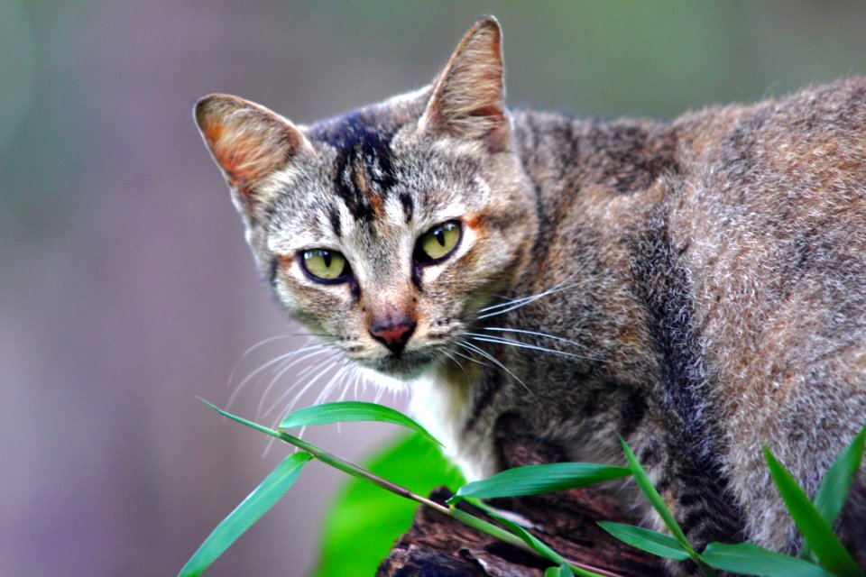Portrait Of Cat In Garden