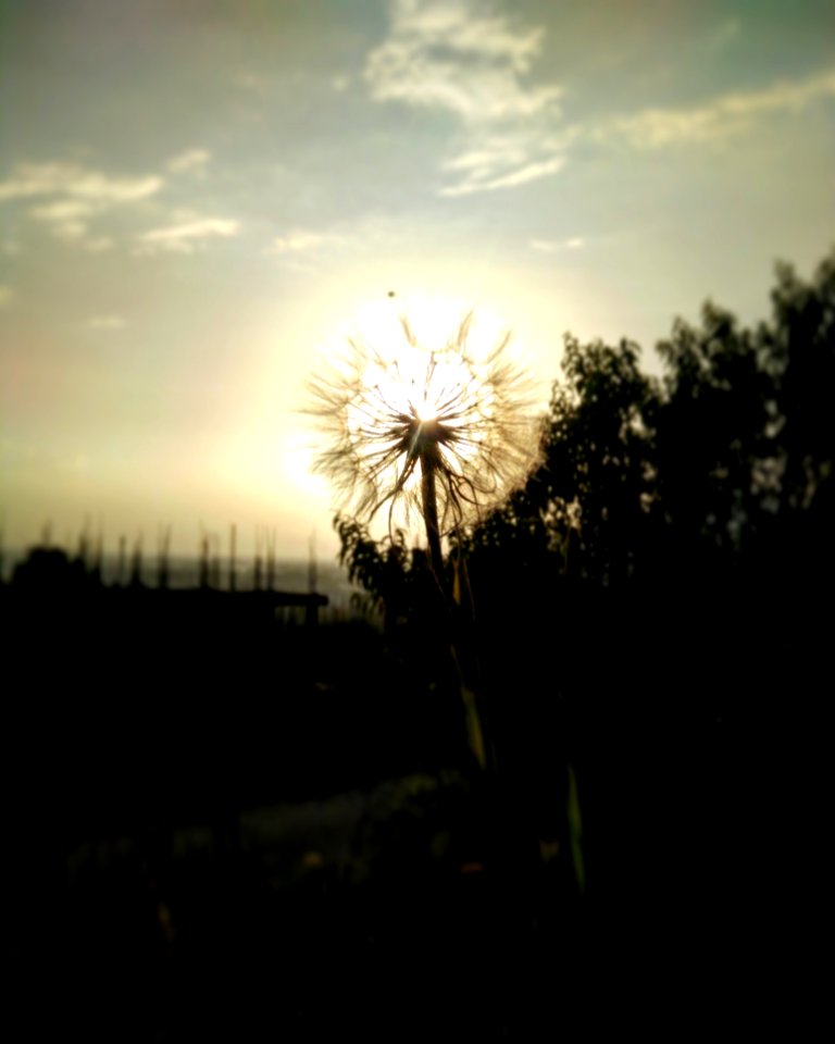 Dandelion At Sunset