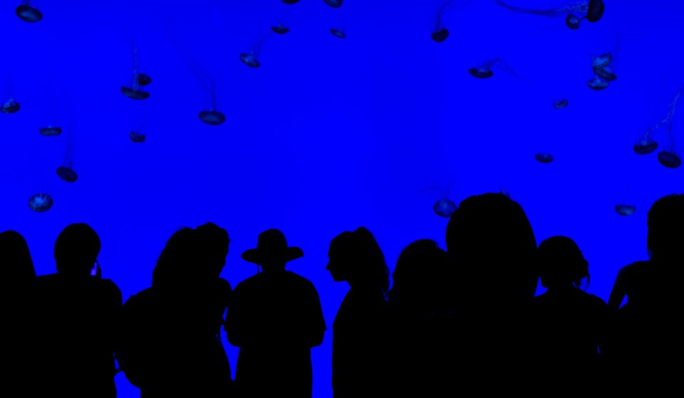 People Watching Jellyfish photo