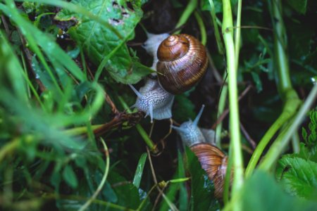 Snails On Grass photo