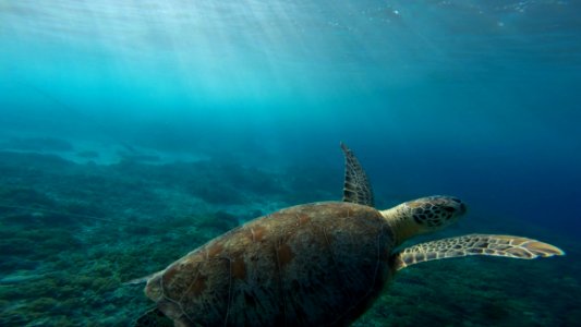 Turtle Underwater photo