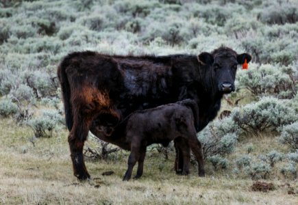 Spring calving season at Big Creek cattle ranch in Carbon County, Wyoming. Original image from Carol M. Highsmith’s America, Library of Congress collection. photo